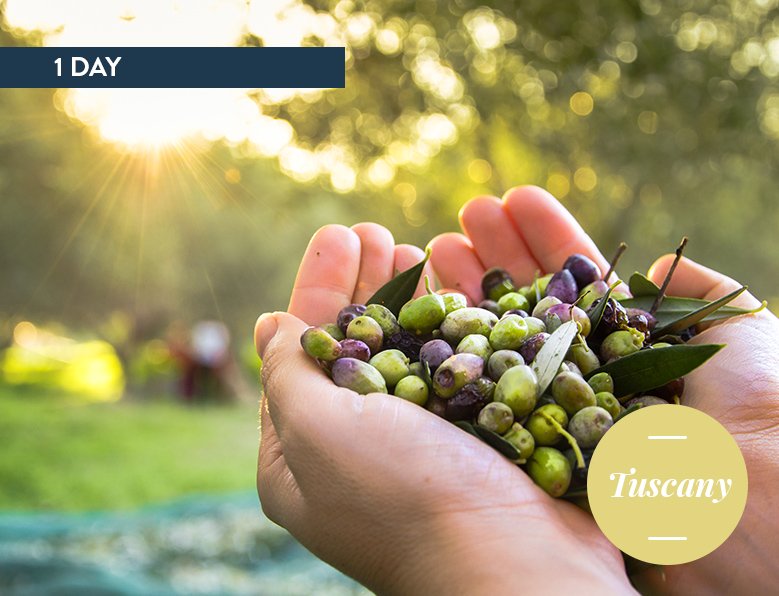 Olive experience in Tuscany